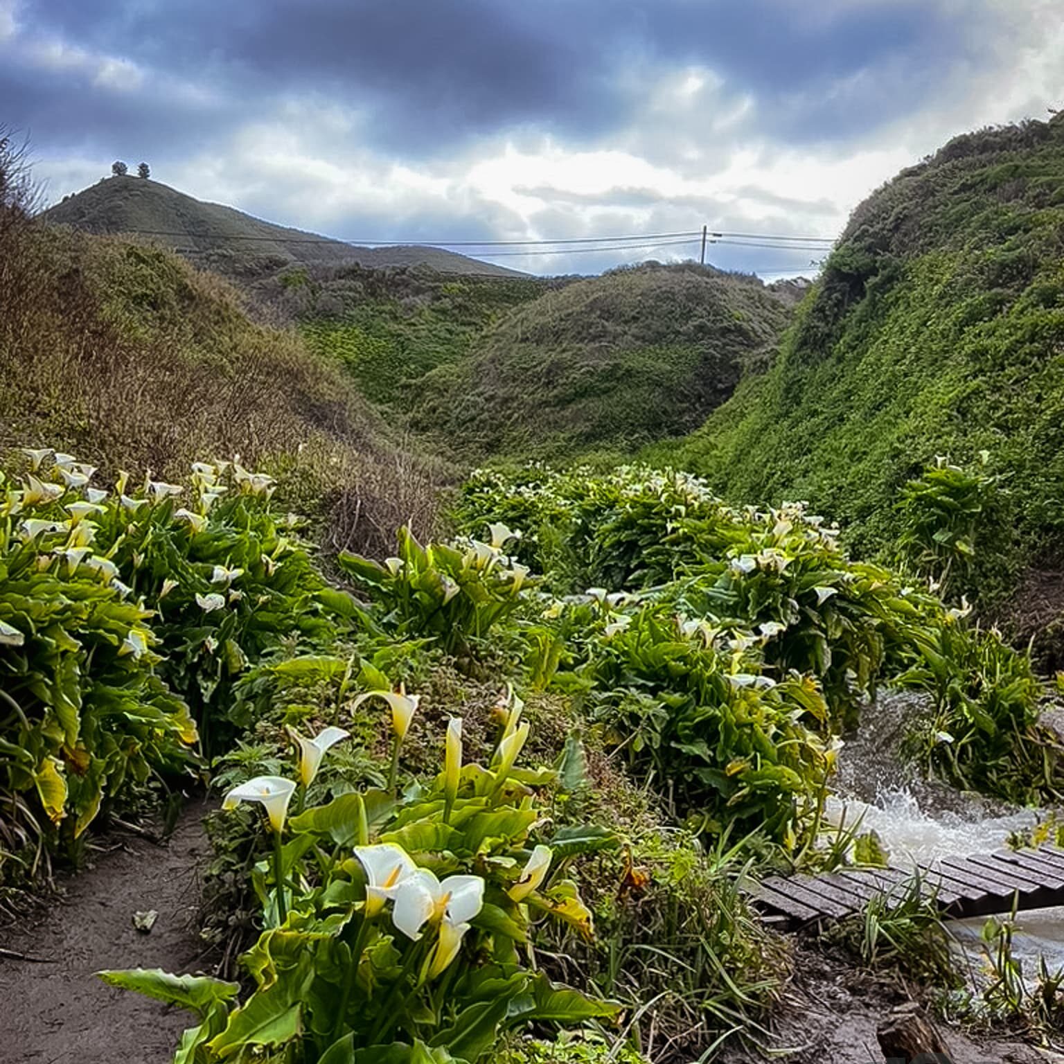 157286DB-7FF1-48C1-B06A-3C17AA6AB7C9_1_105_c (1)