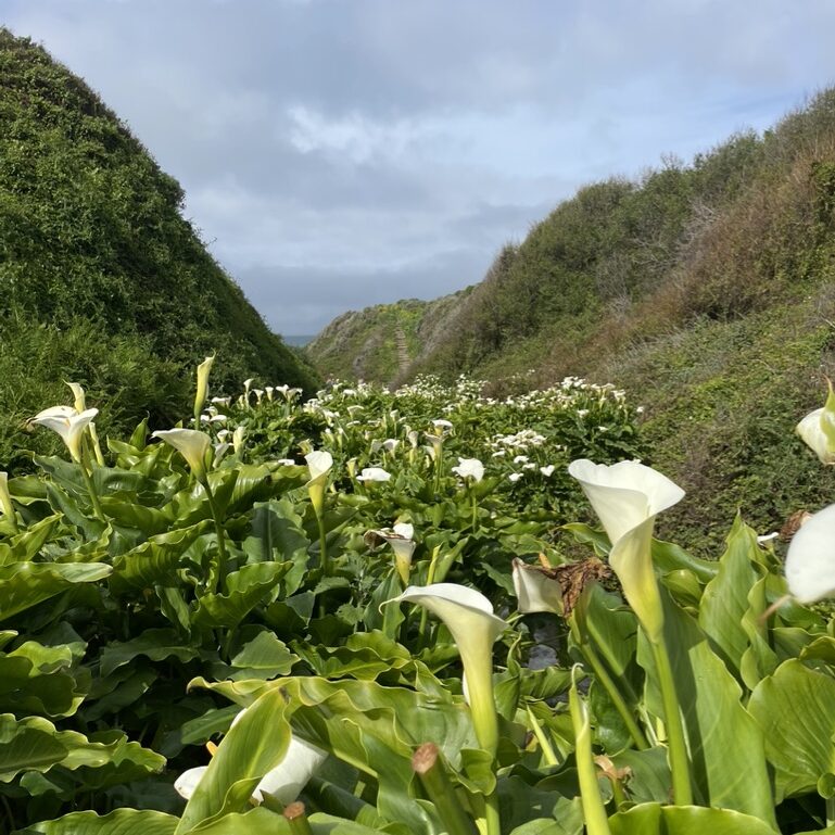 52359254-BD22-4ED2-A88D-9F0A55FB9295_1_105_c