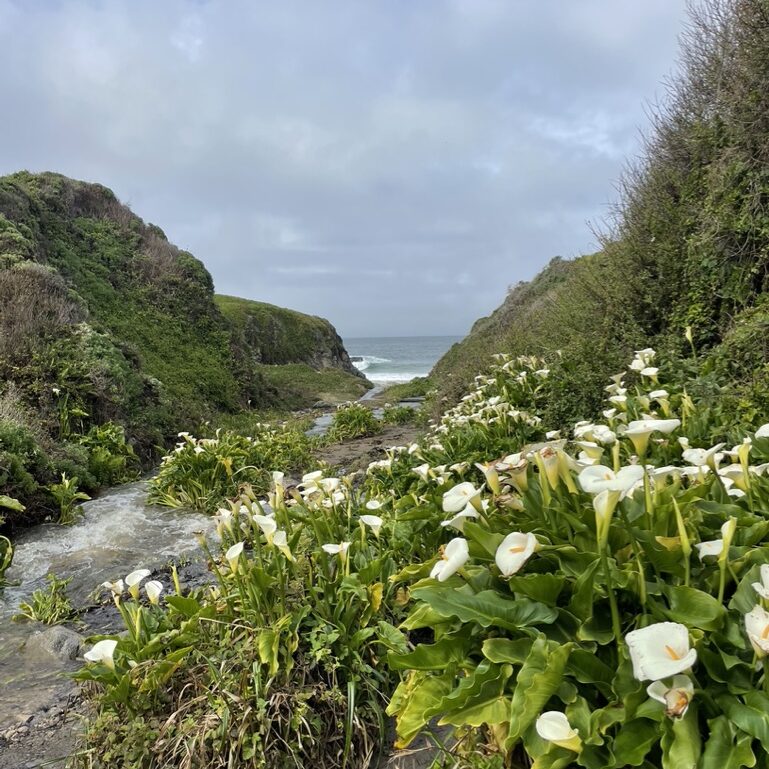 B27CEF38-06D2-4729-8FFA-316BF0DEF100_1_105_c