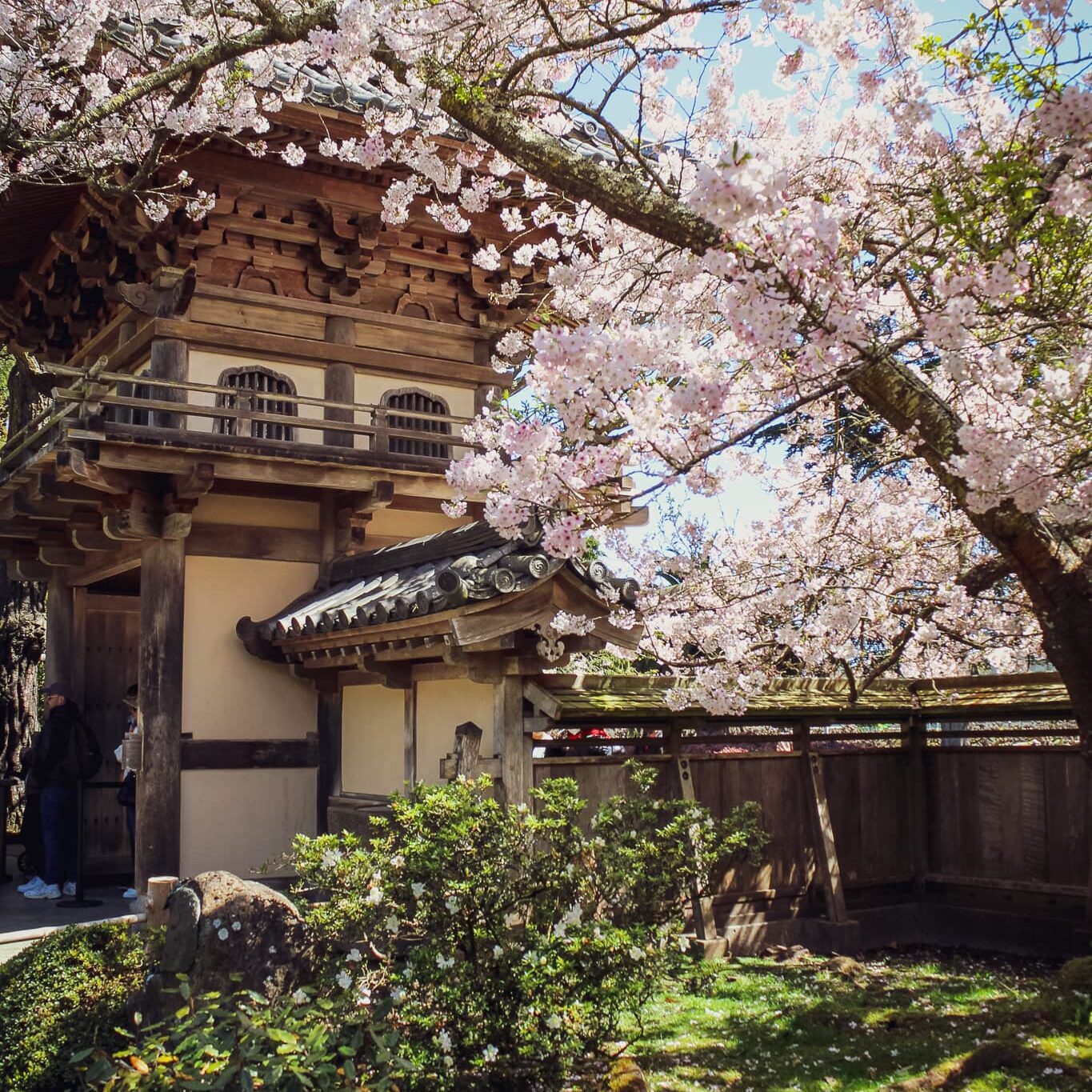 Sakura Season in San Francisco